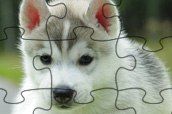 Dog Jigsaw oyunu