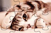 Lovely Cats Jigsaw oyunu